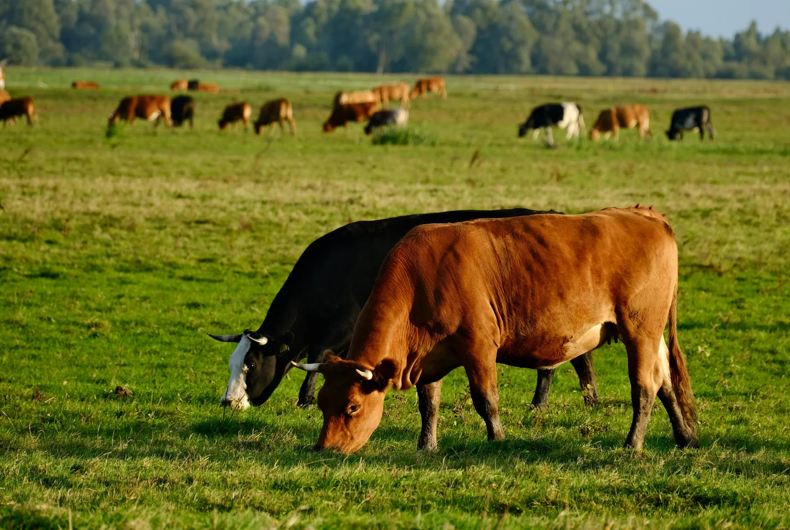 Koeien grazen in een weids landschap