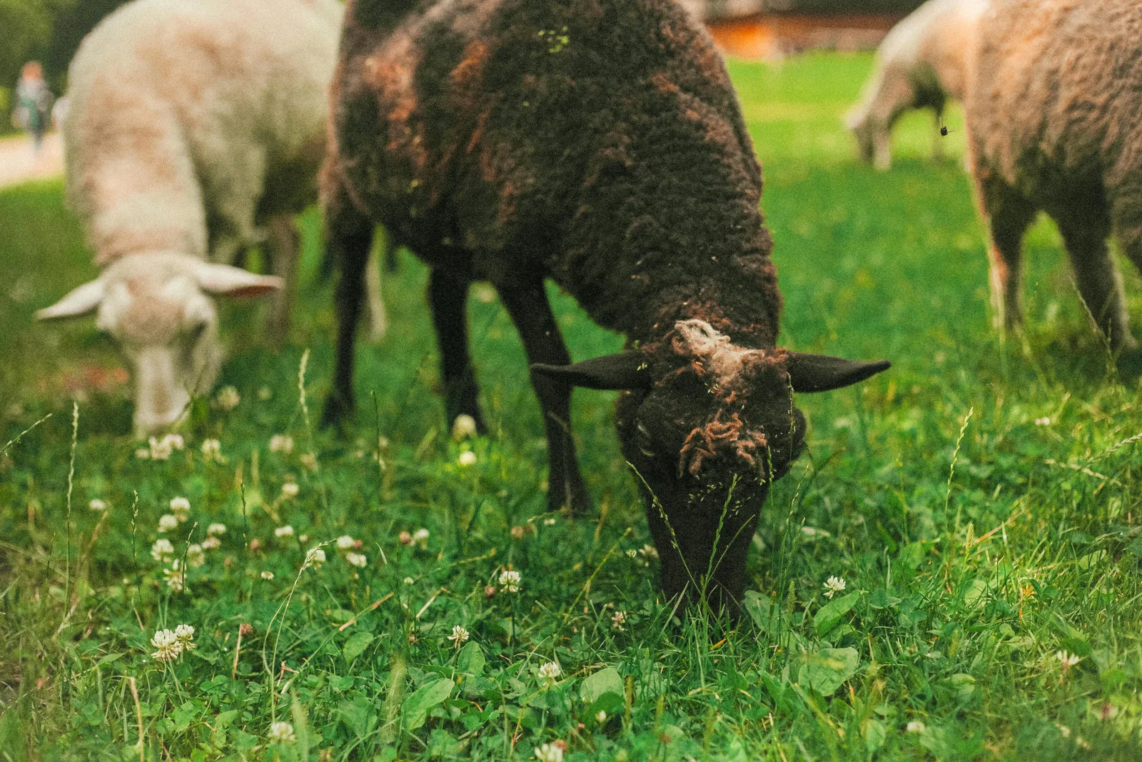 Schapen grazen in een bloemenweide